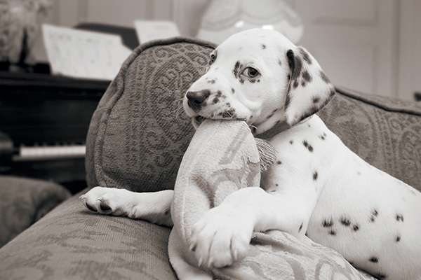 A puppy chewing on a couch.