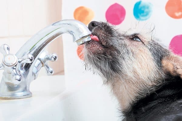 A dog drinking tap water.