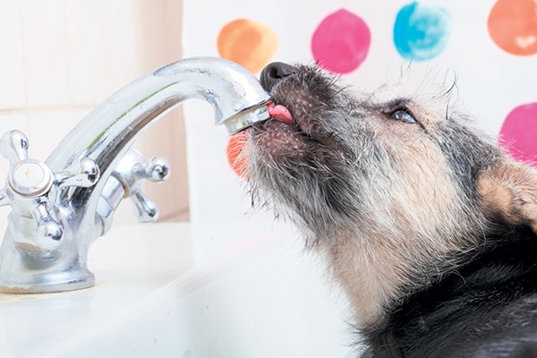 Water For Dogs What Type Of Water Should Your Dog Drink