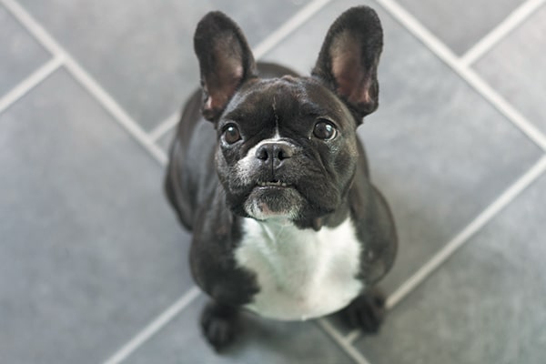 dog marking indoors