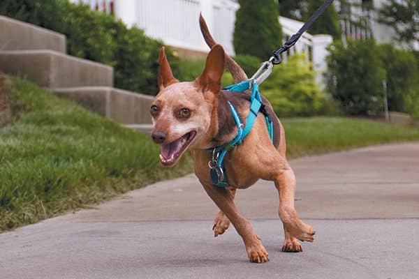 A dog pulling on his leash wearing a harness.