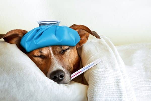 A sick dog with a thermometer in his mouth and an ice pack on his head. 