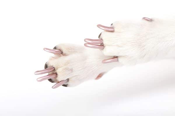 Dog nail polish will wear off naturally in 2-3 weeks.