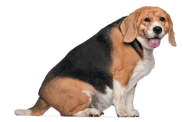 A fat and overweight beagle dog.
