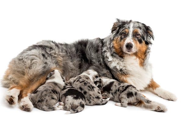 A nursing mother dog with puppies.