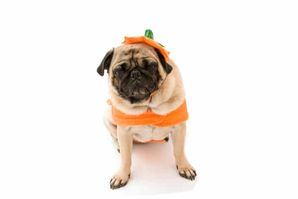 A pug in a pumpkin costume.