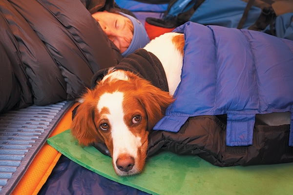 dog sleeping tent