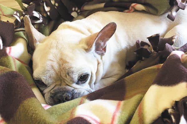 Dogster DIY: Fall fleece blanket.