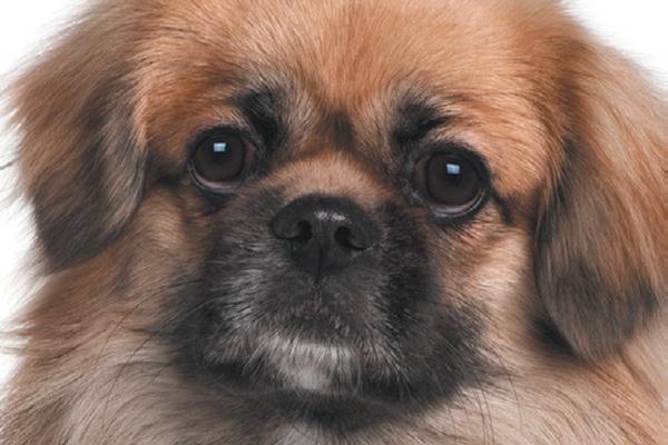 Tibetan Spaniels are flat-faced dogs.
