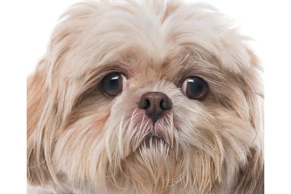Shih Tzus are a flat-faced dog breed. 