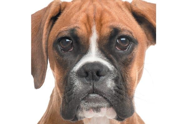 Boxers are brachycephalic dogs. 