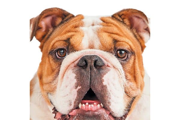 Flat-faced dogs suffer from dental issues.