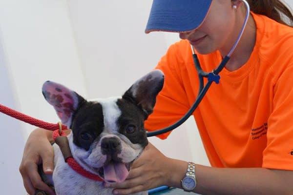 University of Florida veterinary medical student Rose Worobec, a member of the UF VETS disaster response team, check’s a dog’s heart rate during the team’s deployment in Key West.