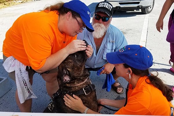 UF VETS volunteers examine a dog brought to a patient care station in Key West after Hurricane Irma.