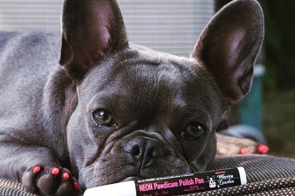 Yes, Dog Nail Polish Exists — Here's How to Paint Your Dog ...