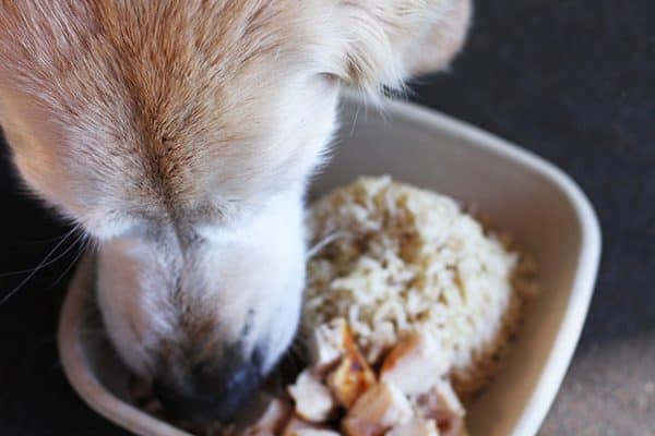 A pup chowing down at Lazy Dog. 