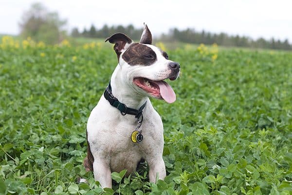 Pit Bulls are often the targets of Breed-Specific Legislation.