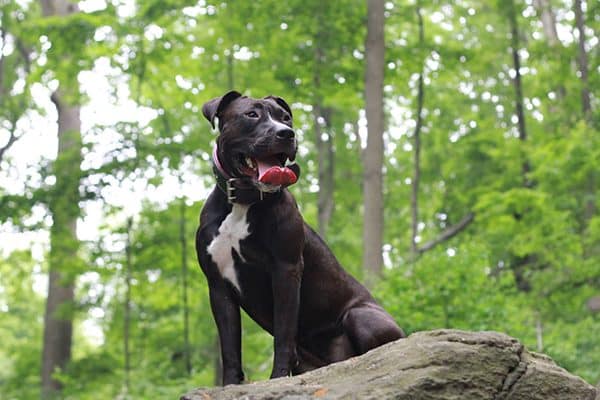 Being aware is the first step toward protecting your dog from BSL. 