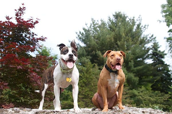 Montreal is targeting Pit Bulls with city-wide Breed-Specific Legislation.