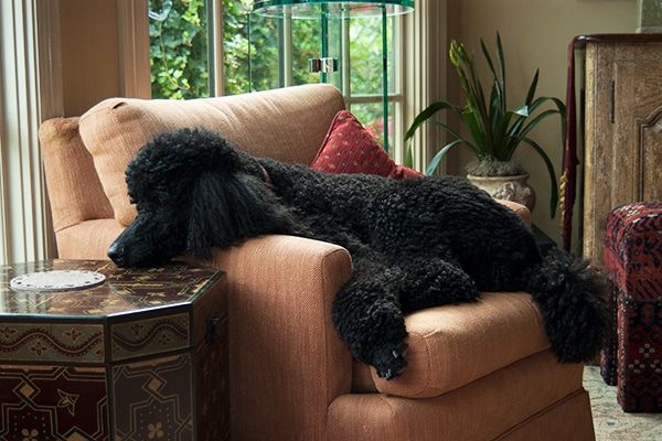 Standard Poodles are among the best dog breeds for first-time owners!