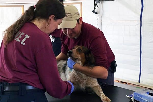 A dog in Texas after Hurricane Harvey's devastating hit.