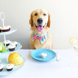 A dog enjoying Sprinkles Pupcakes.