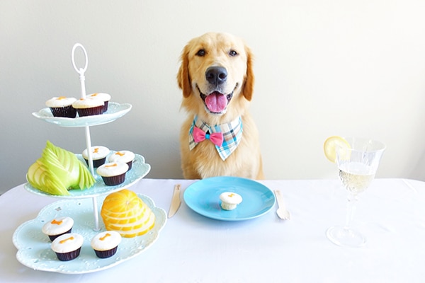 A dog enjoying Sprinkles Pupcakes.