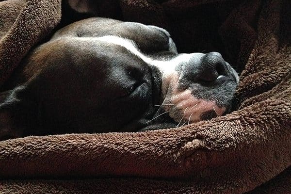 Lola, one of the many dogs victimized by Montreal's BSL legislation.