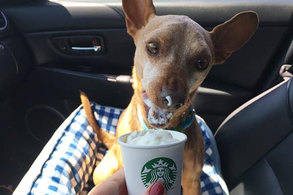 Enjoying a Starbucks Puppacino.