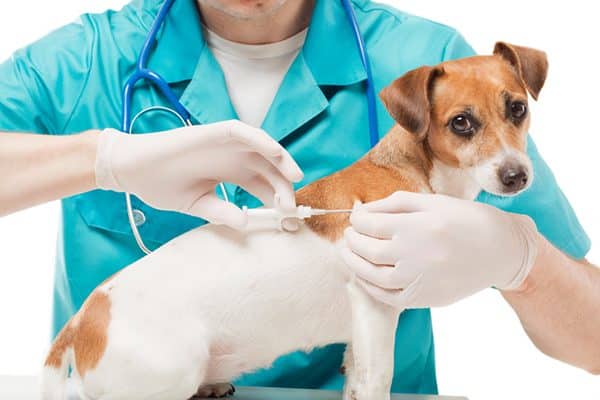 A dog getting microchipped. 