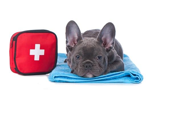 A dog next to a First Aid kit.