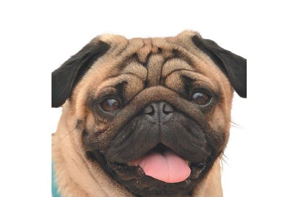 A pug's cute nose can spell out problems. 