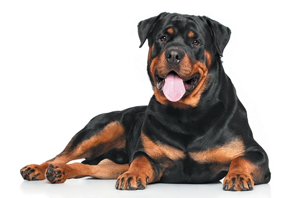 A Rottweiler sitting down with his tongue out.