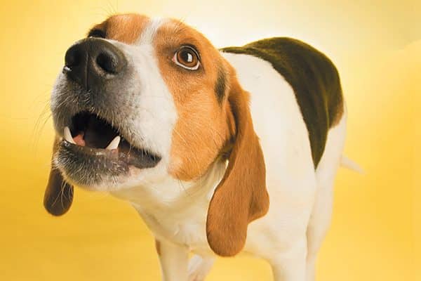 A beagle dog barking or howling. 