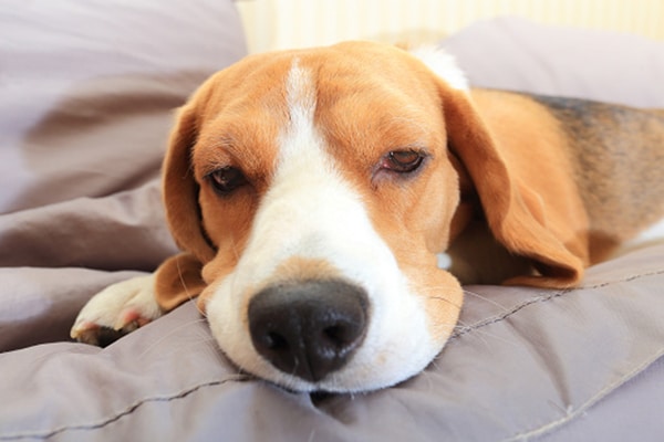 dog breeds similar to beagle