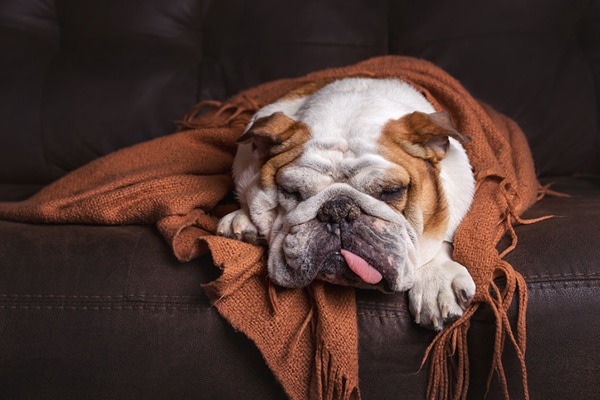 A dog sleeping with his tongue out.