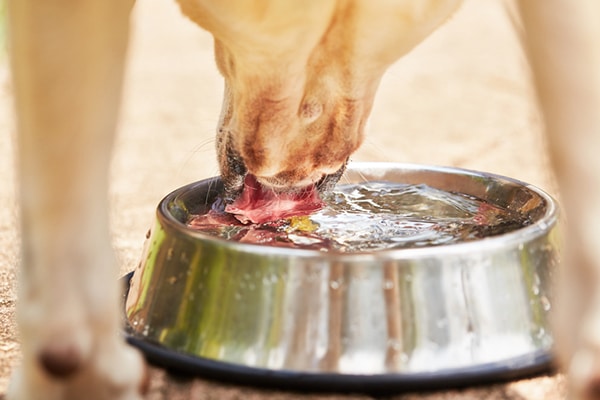 A closeup of a dog drinking water.