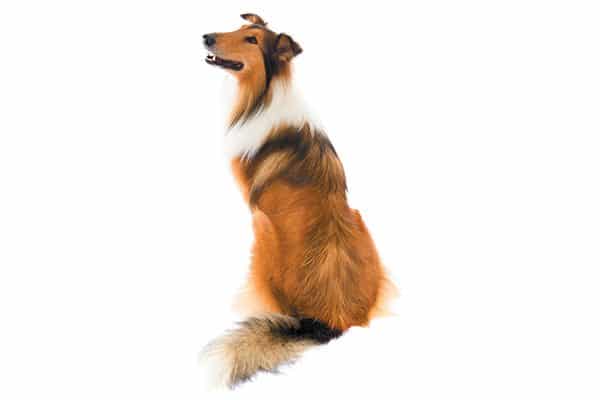 A Collie sitting down and look back.