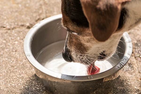 dog drinking a lot of water and throwing up