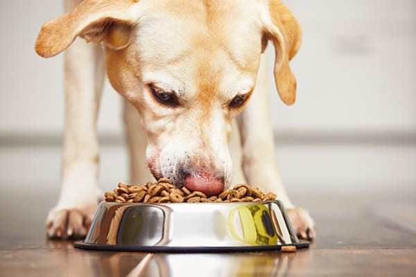 A dog eating out of a bowl.