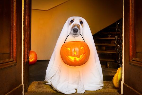 A dog holding a Halloween trick or treat basket.