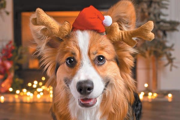 A dog in a Santa holiday hat.