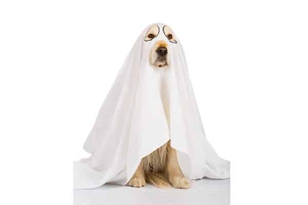 A dog in a ghost costume. 