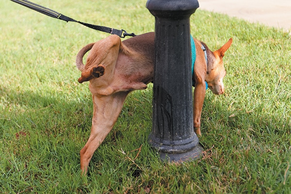 A-dog-marking-or-peeing-on-a-lamppost.jpg