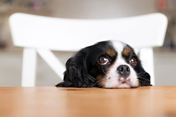 A dog sitting at the table looking hungry or bored.