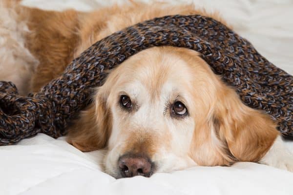 A dog looking sick and sleeping under a blanket. 