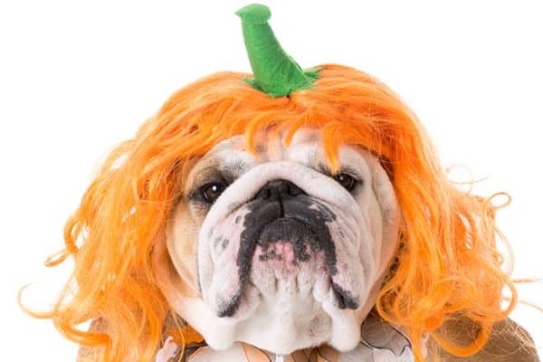 A dog with a Halloween pumpkin wig on. 