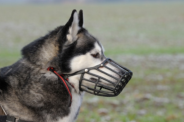 fitting a dog muzzle