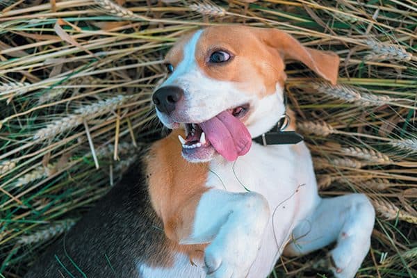 A happy beagle dog rolling around in a corn field with his tongue out.