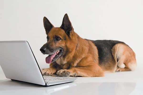 A happy dog on a computer. 